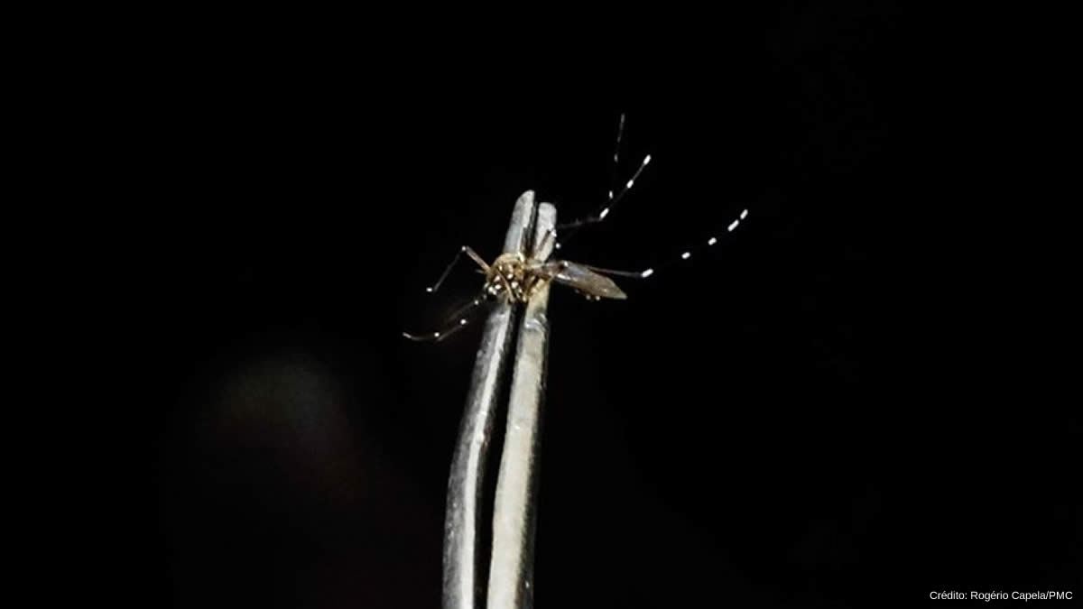 dengue-mosquito